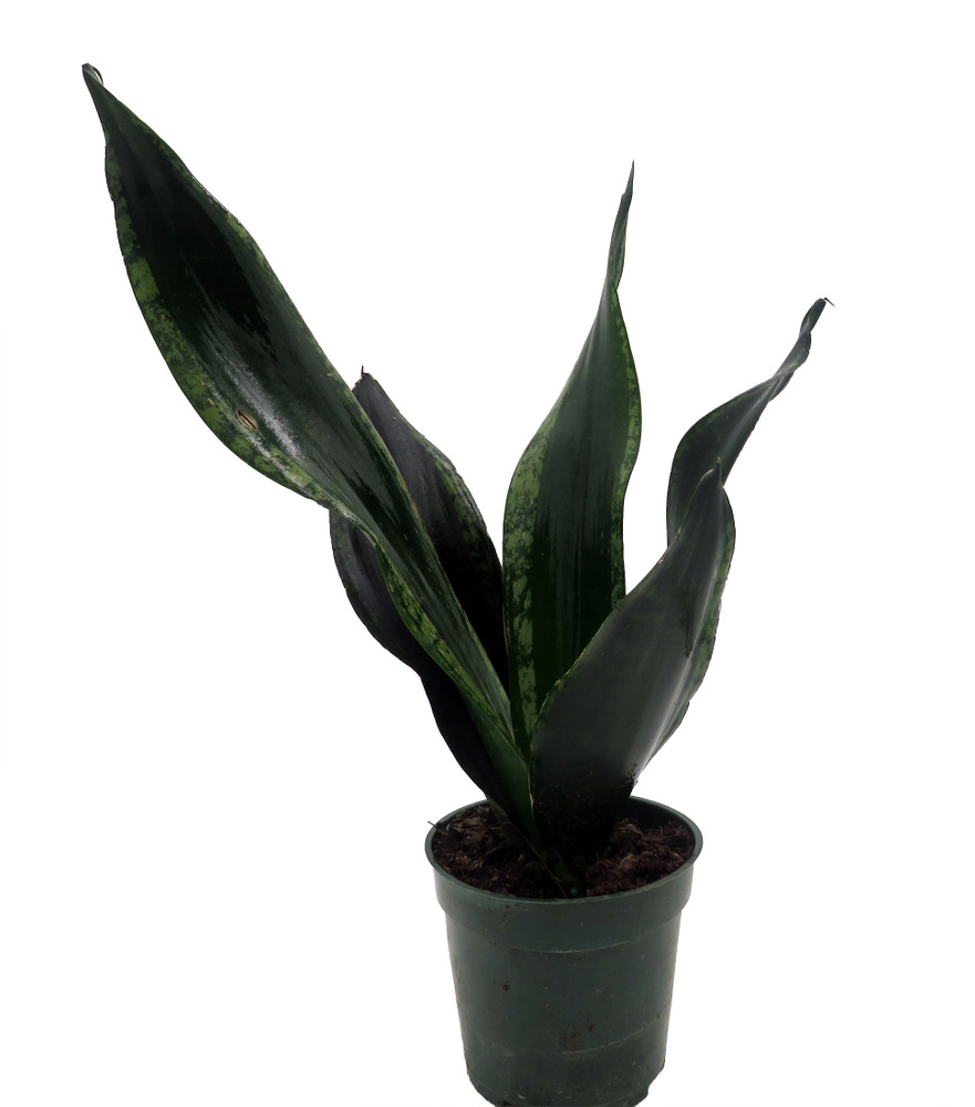 Whitney Snake Plant - Sansevieria - Impossible to kill! - 4" Pot