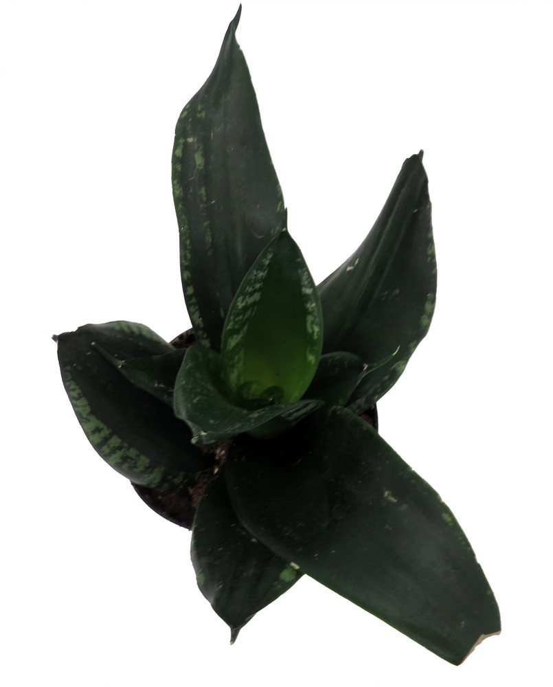Whitney Snake Plant - Sansevieria - Impossible to kill! - 4" Pot