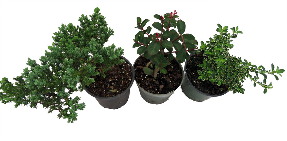 Zen Living Bonsai Assortment - 3 Plants 4" Pots