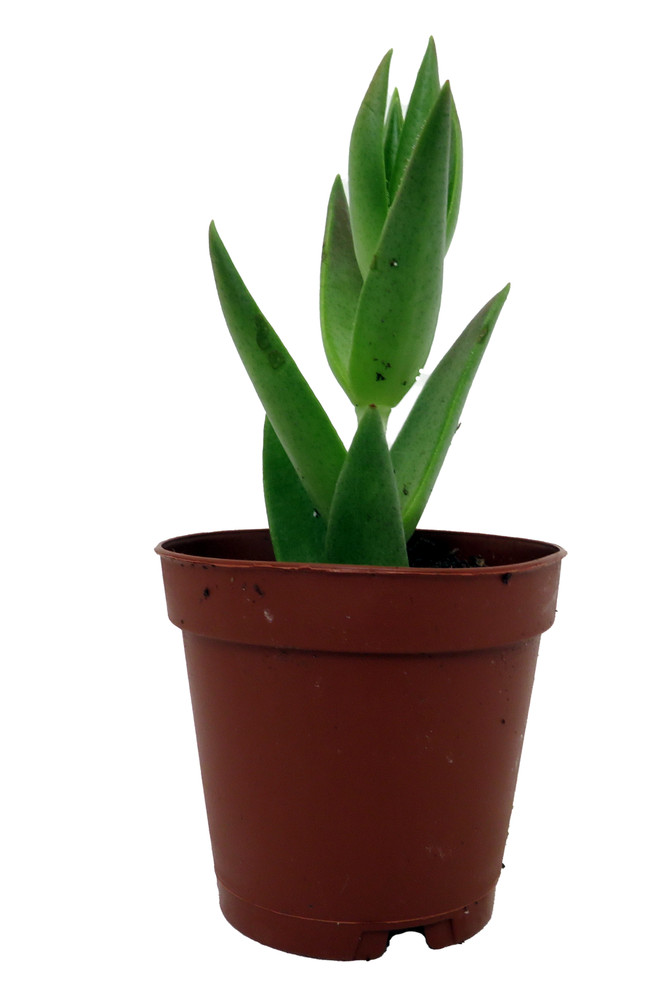 Shark's Tooth Plant - Red Pagoda - Crassula corymbulosa - 2" Pot