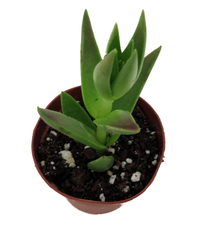 Shark's Tooth Plant - Red Pagoda - Crassula corymbulosa - 2" Pot