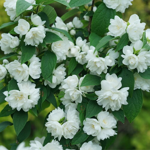 Illuminati Spice™ Mock orange - Philadelphus - Proven Winners - 4" Pot