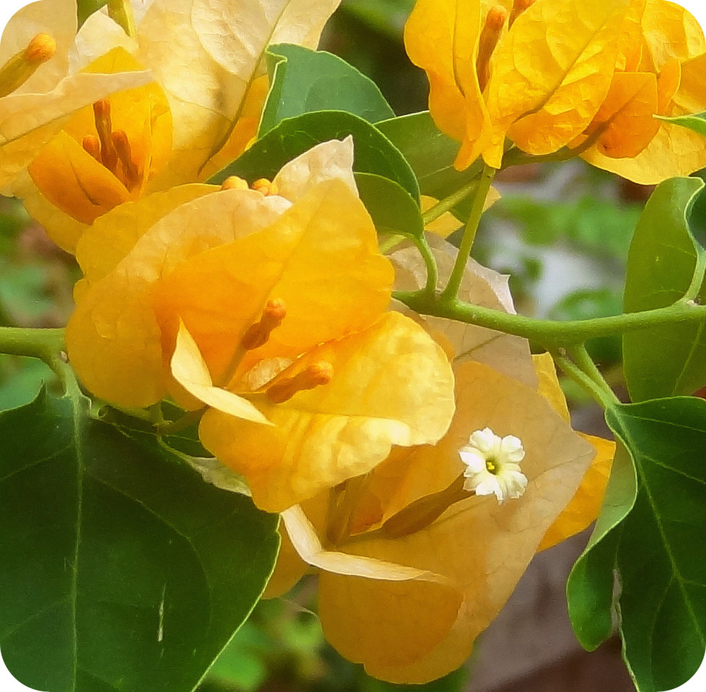 Grower's Choice Bougainvillea - Everblooming - Indoors/Outdoors/Patio - 4" Pot- Color Varies!