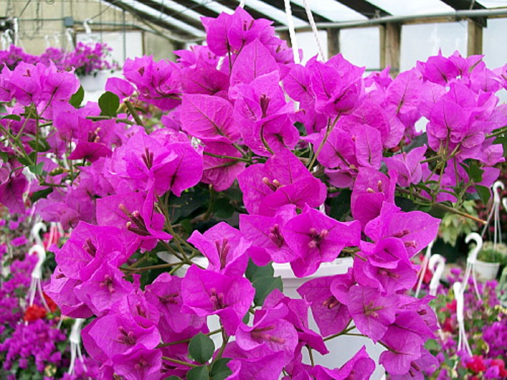 Grower's Choice Bougainvillea - Everblooming - Indoors/Outdoors/Patio - 4" Pot- Color Varies!
