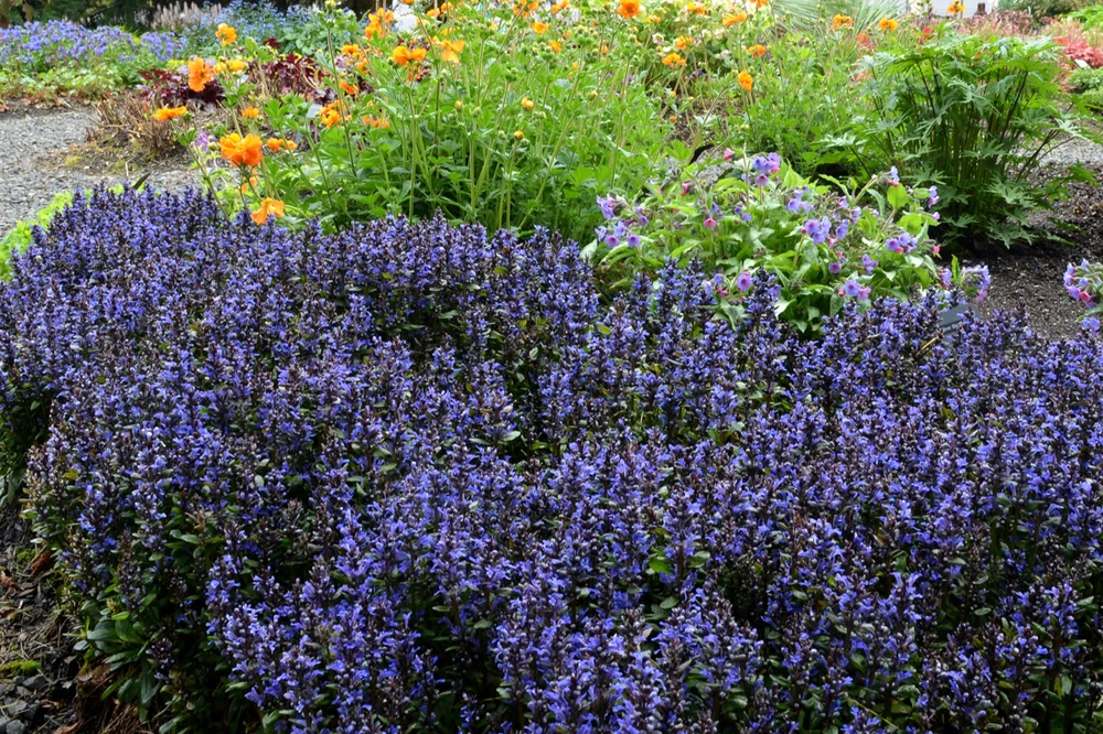 Blueberry Muffin Bugleweed - Ajuga - New! - Quart Pot