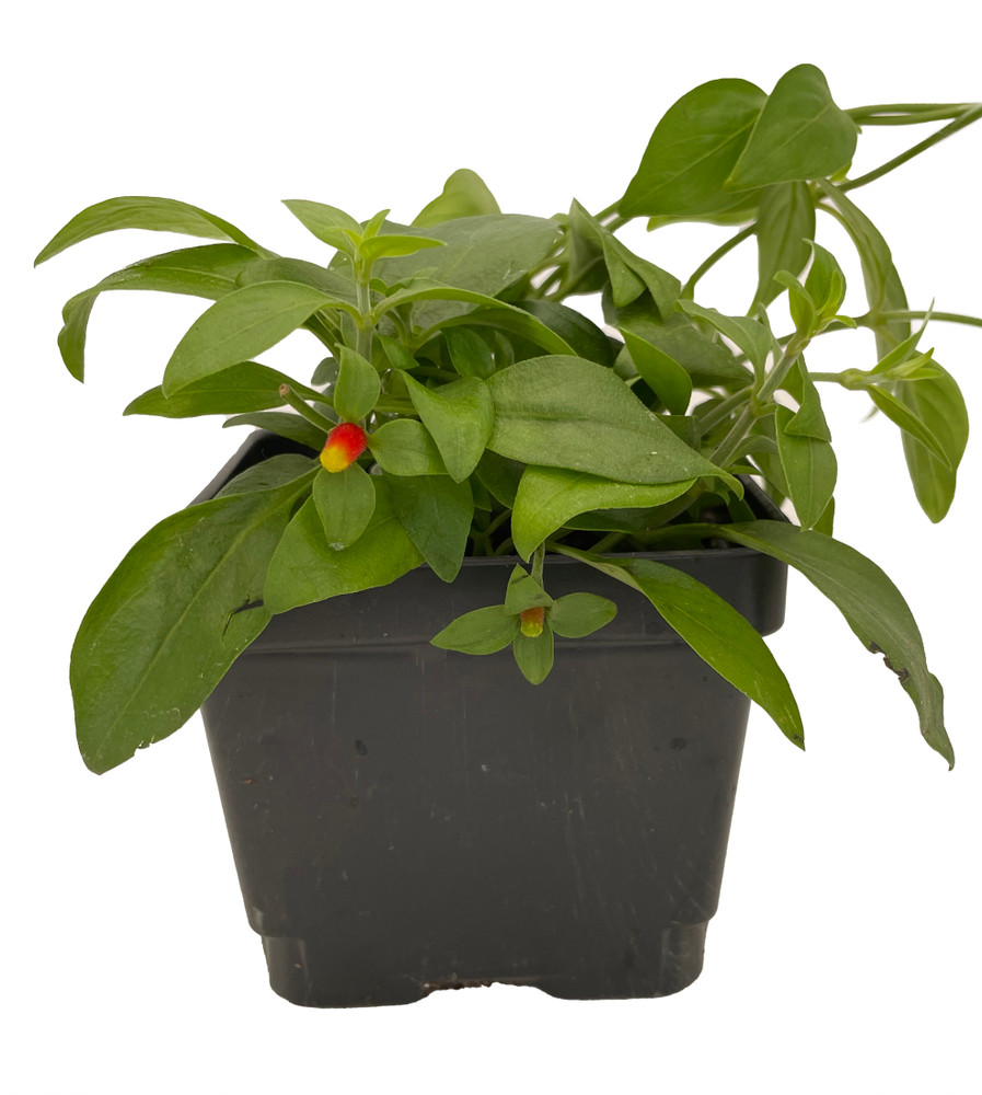 Candy Corn Vine Plant - Cuphea manettia luteorubra - 4.5" Pot