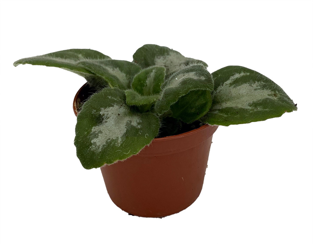JV Thunderbolt Asian Violet - Primulina - House Plant - 2.5" Pot