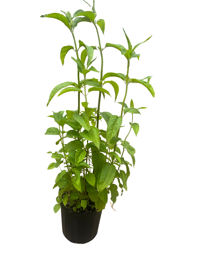 Fire Marshall Bee Balm - Monarda - Perennial - Gallon Pot