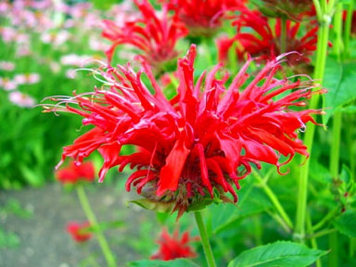 Fire Marshall Bee Balm - Monarda - Perennial - Gallon Pot