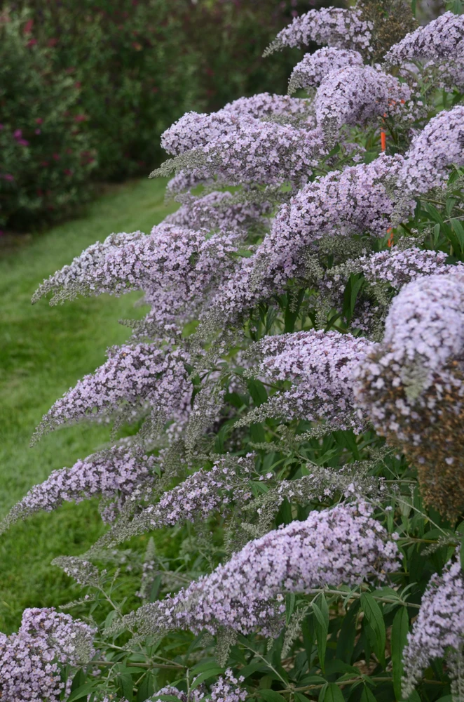 Grand Cascade Butterfly Bush - Buddleia - Perennial - Gallon Pot