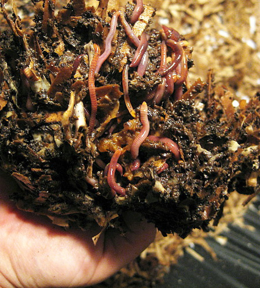 50 VermiPod Encapsulated Earthworm Cocoons - Easy/Clean Way to Worm Your Garden