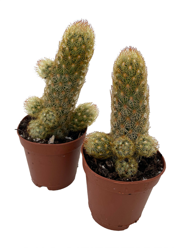 Lady Fingers Cactus - Mammillaria Elongata - 2 Pack in 2" Pots