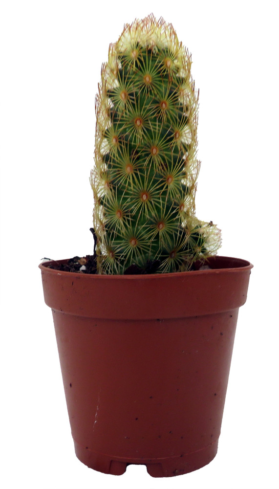 Lady Fingers Cactus - Mammillaria Elongata - 2 Pack in 2" Pots