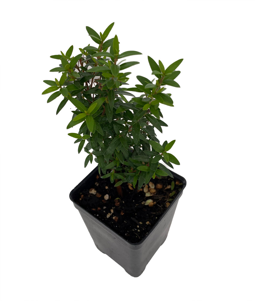 Mini Biblical Myrtle communis 'Minima' - 2.5" Pot - Fairy Garden/Houseplant