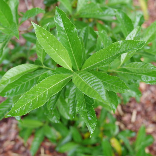 Yardline™ Viburnum - 4" Pot - Proven Winners