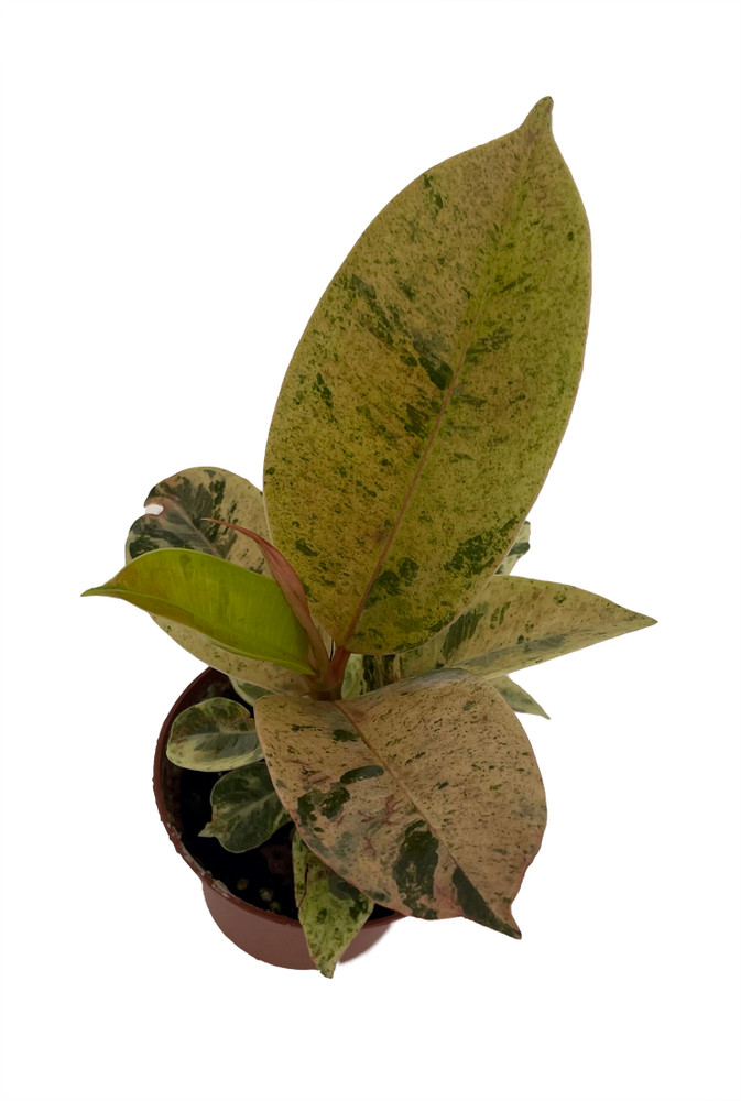 Rare Elastica 'shivereana' Ficus - Moonshine Rubber Tree  - 2.5" Pot