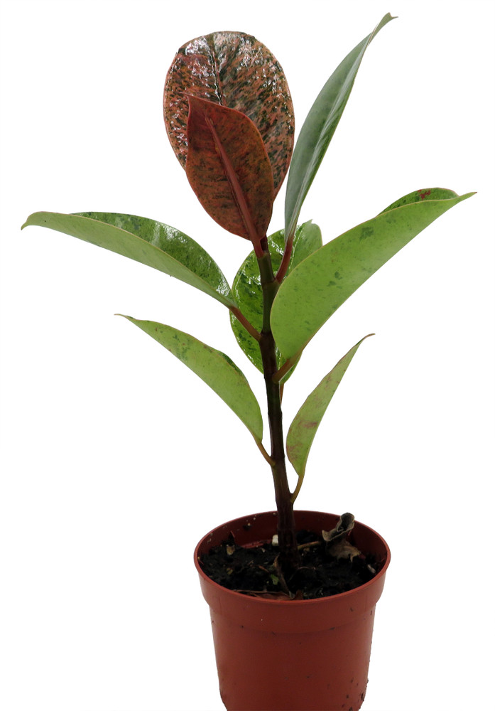 Rare Elastica 'shivereana' Ficus - Moonshine Rubber Tree  - 2.5" Pot
