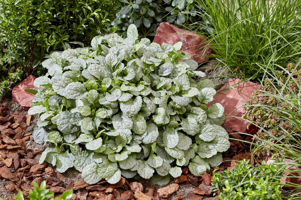 Princess Elsa Bugleweed - Ajuga - New! - Quart Pot