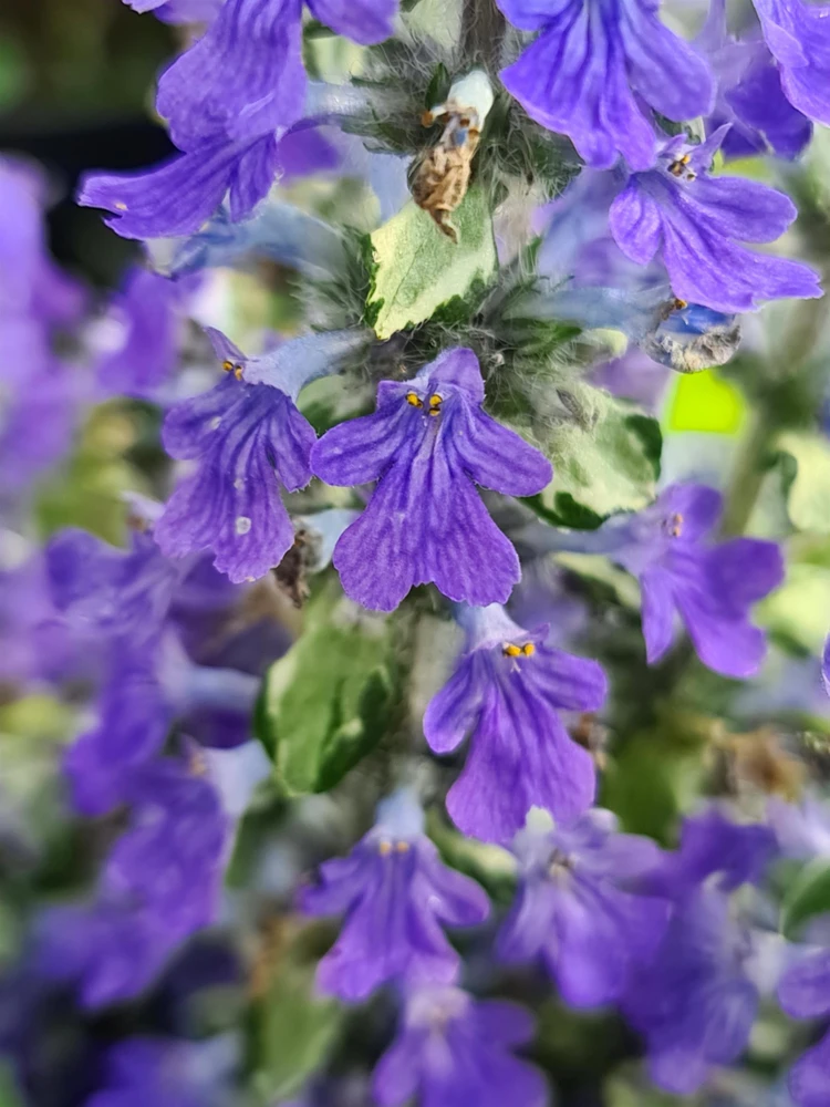 Princess Elsa Bugleweed - Ajuga - New! - Quart Pot