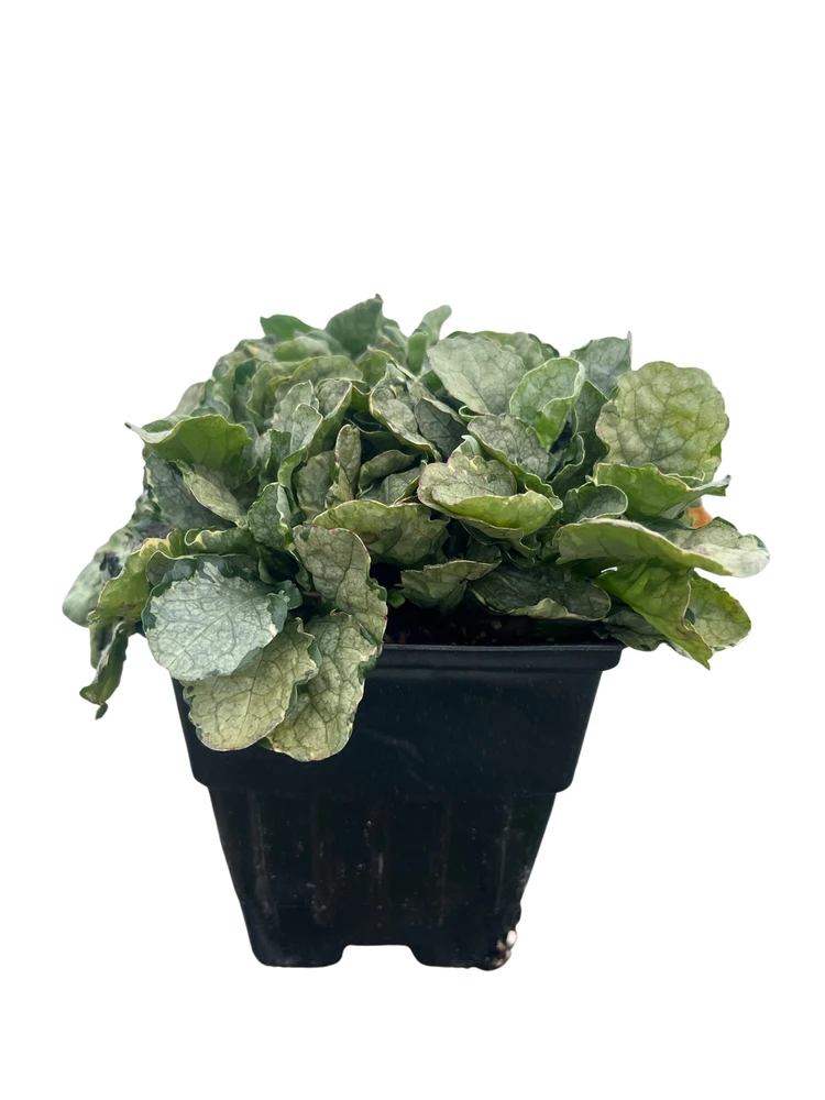 Princess Elsa Bugleweed - Ajuga - New! - Quart Pot