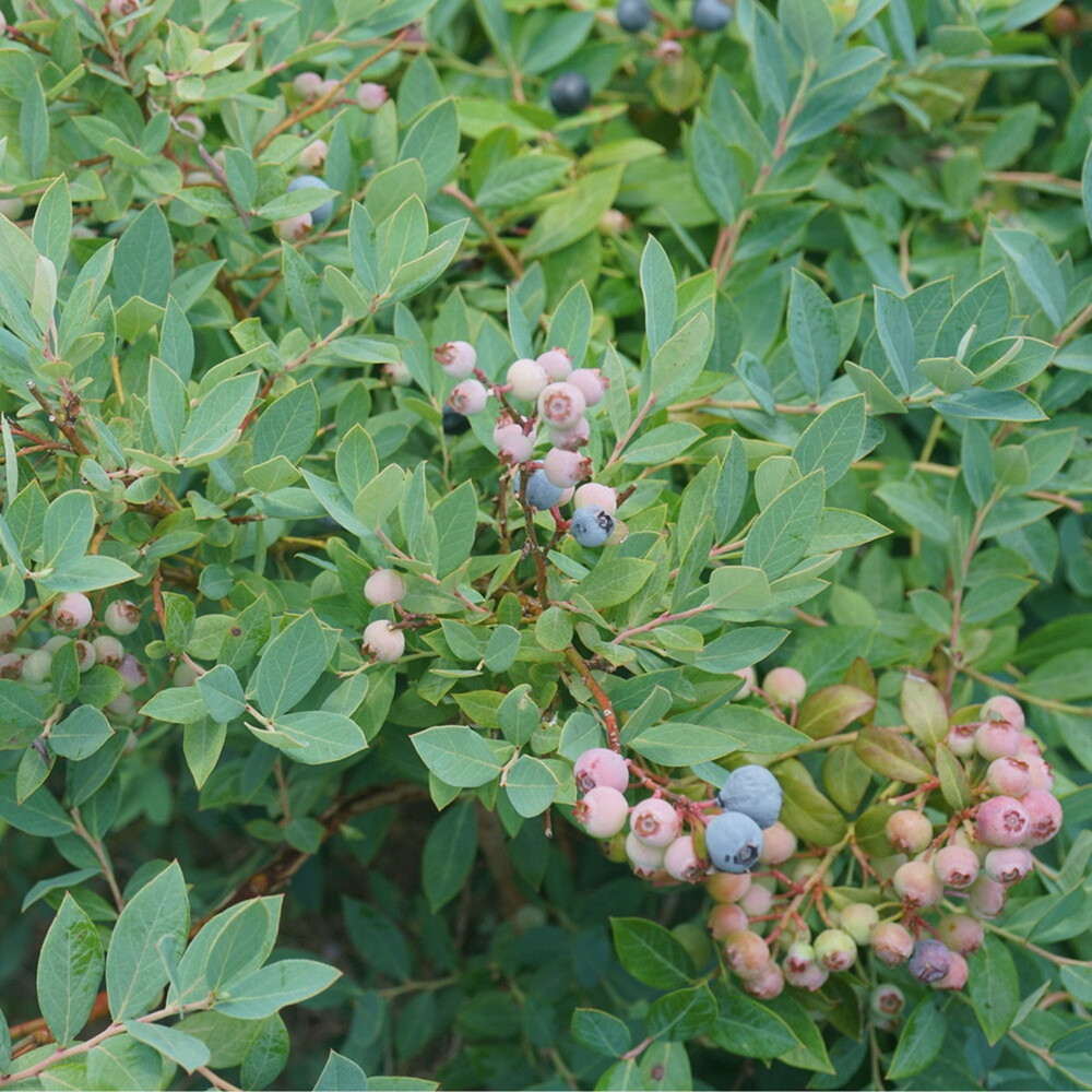 Splendid!™ Blue Highbush Blueberry - Vaccinium corymbosum - 4" Pot - No Shipping to Washington State or Oregon