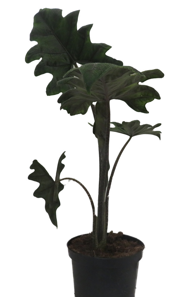 Jacklyn Alocasia tandurusa - 6" Pot - Collector's Series