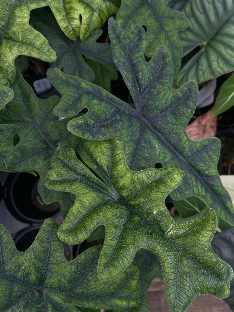 Jacklyn Alocasia tandurusa - 6" Pot - Collector's Series