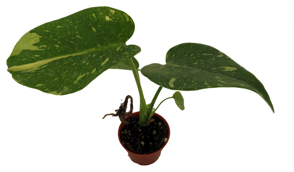 Rare Thai Constellation Philodendron - 2" Pot - Collector's Series