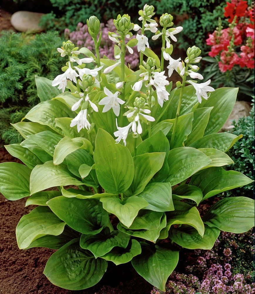 Royal Standard Hosta - Fragrant Blooms - Quart Pot