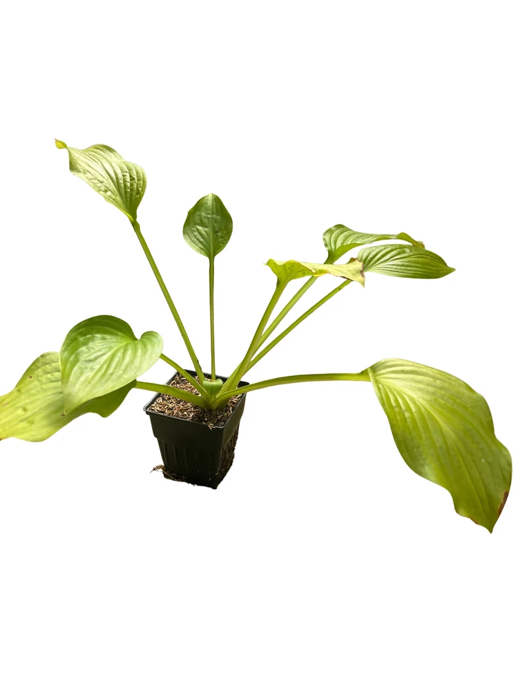 Royal Standard Hosta - Fragrant Blooms - Quart Pot