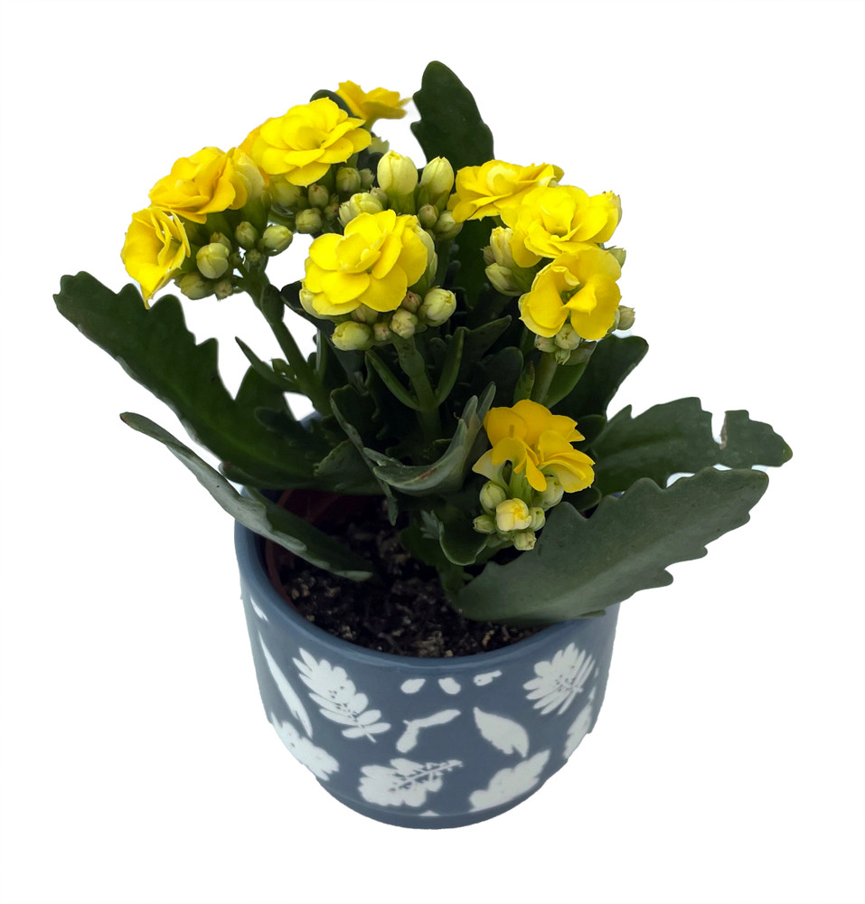 Flannel Blue Autumn Leaves Ceramic Planter with Calandiva Succulent Plant-3" Pot