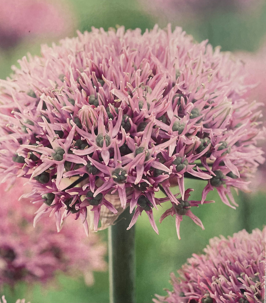New York Flowering Ornamental Onion Allium 8 Bulbs - 10/12 cm - New
