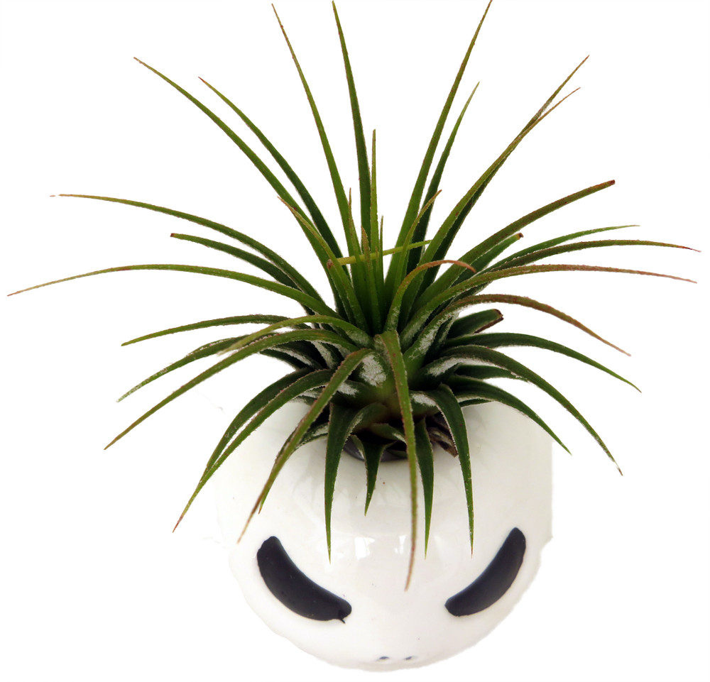 Ceramic Mr. Bones Planter plus Live Air Plant - Tillandsia