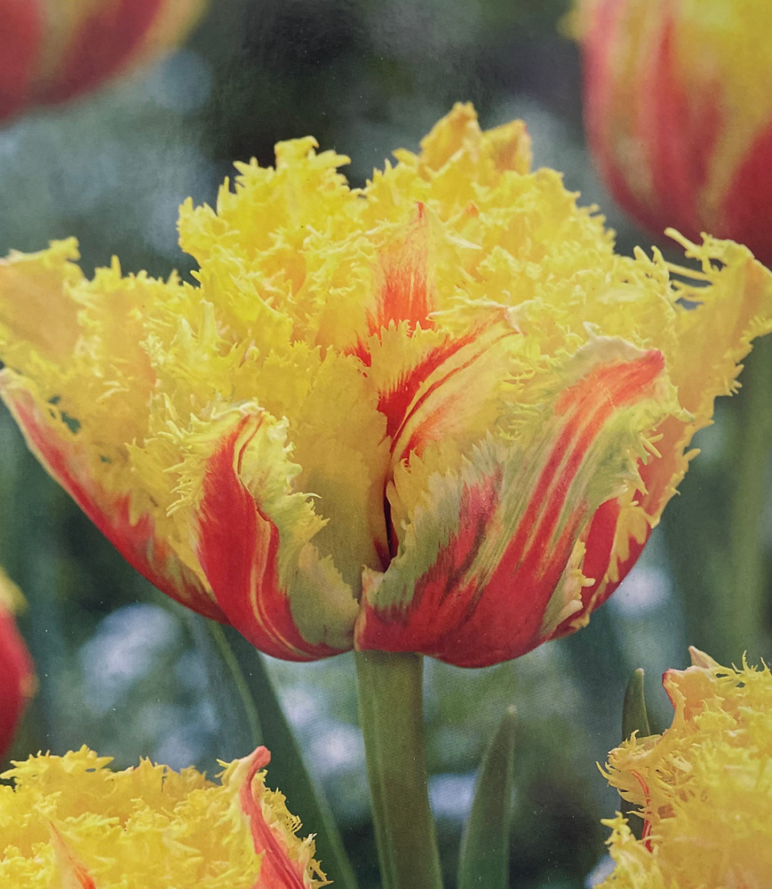 ☆ TULIP さま　専用　☆ Kensington Double Fringed Peony Tulip - 4 Bulbs - 12/+ cm