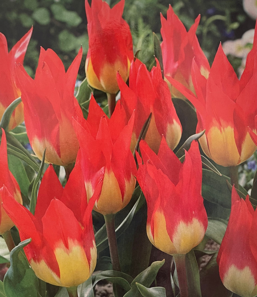 Flames Mystery Fosteriana Tulip 5 Bulbs - 12/+ cm Bulbs