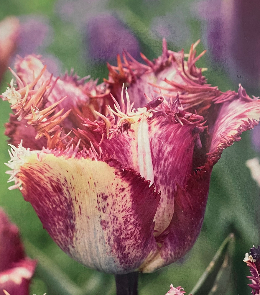 Colour Fusion Fringed Tulip 5 Bulbs - New - 11/12cm Bulbs