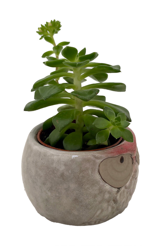 Forest Friends Owl and Hedgehog Ceramic Planters with Succulent Plants - 3" Pots