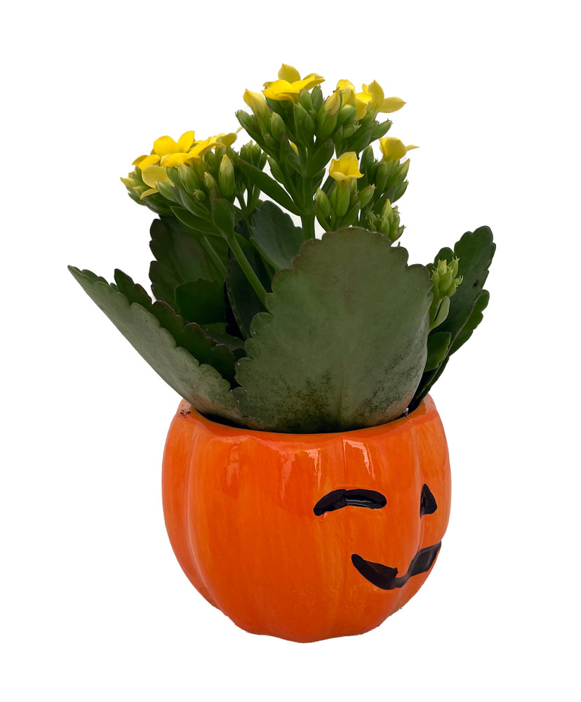 Happy Jack o Lantern Ceramic Planter with Live Kalanchoe Succulent Plant- 3" Pot