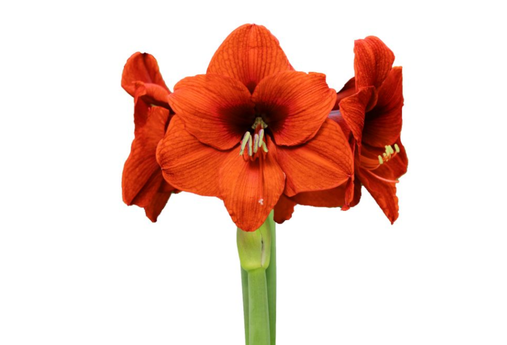 Rudolph Sweater Wax Amaryllis Bulb - Blooms Without Soil/Water