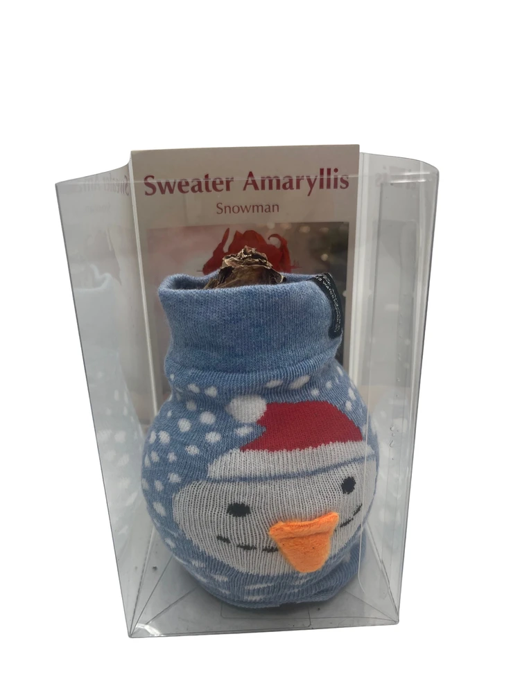 Snowman Sweater Wax Amaryllis Bulb - Blooms Without Soil/Water