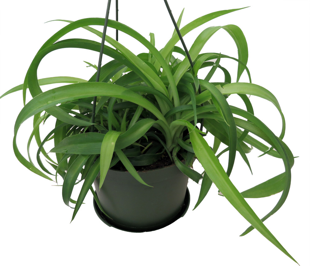 Green Bonnie Curly Spider Plant  Cleans the Air - 6" Hanging Basket
