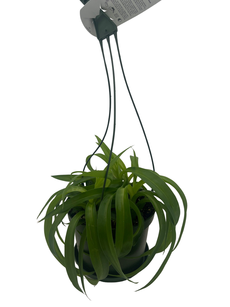 Green Bonnie Curly Spider Plant  Cleans the Air - 6" Hanging Basket
