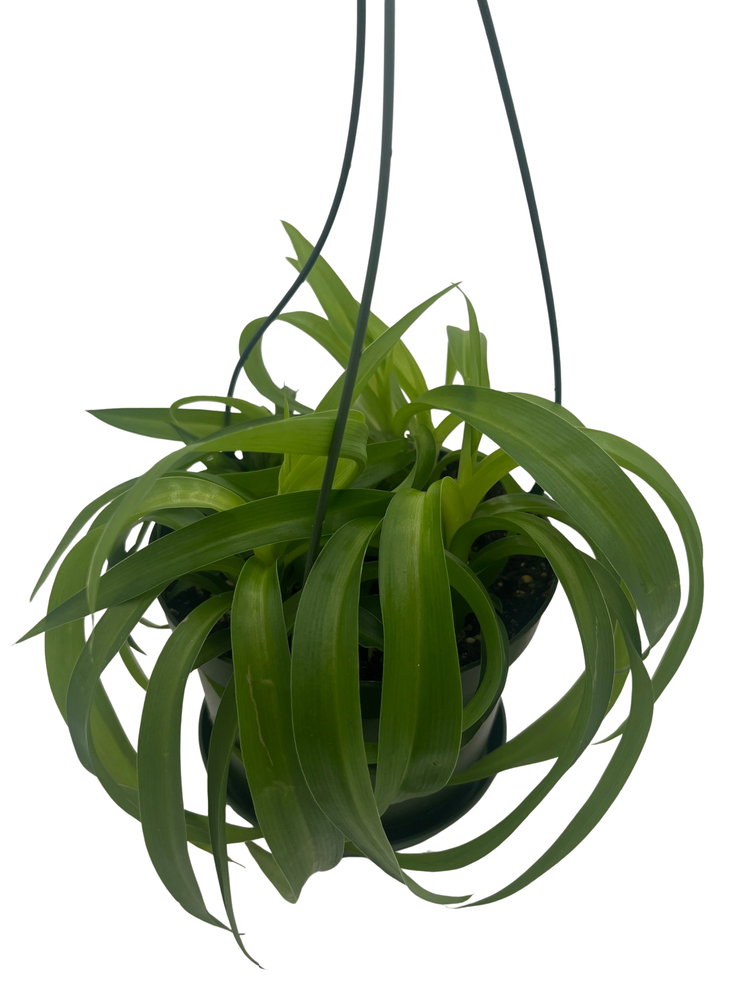 Green Bonnie Curly Spider Plant  Cleans the Air - 6" Hanging Basket