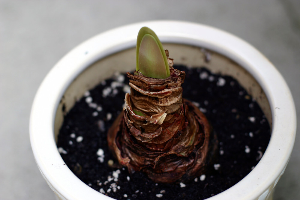 Papilio Butterfly Amaryllis Large Bulb - 24/26cm Bulb