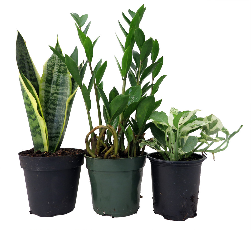 Office Plant Collection #1 -Snake/ZZ/Pothos - 3 Pack in 4" Pots