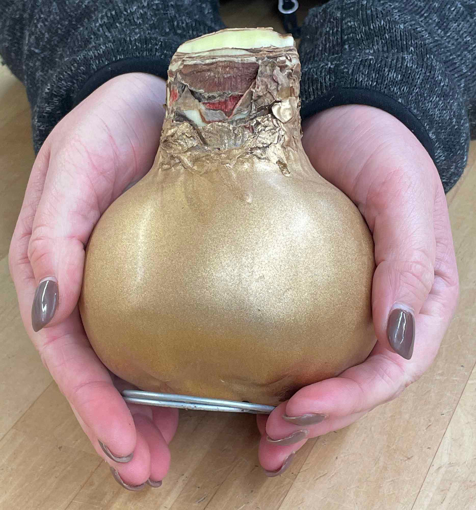 Red Lion Gold Waxed Jumbo Amaryllis Bulb - Immediate Shipping for Holiday Blooms