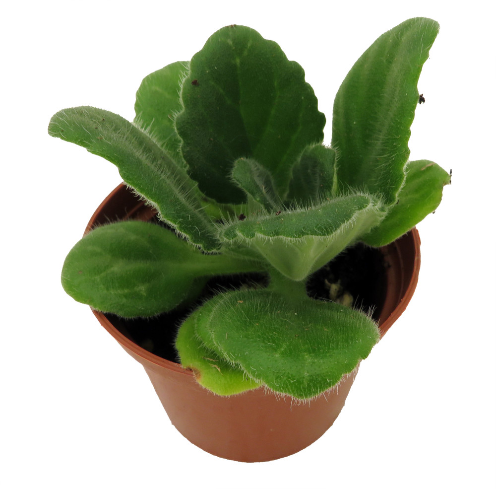 Crossroads Asian Violet - 2.5" Pot - Collector's Series