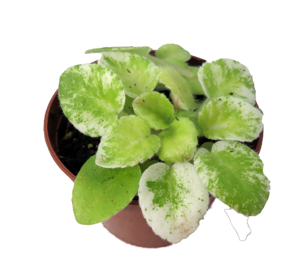 Dark Kiss Miniature African Violet - 2" Pot - Violet Collector's Series