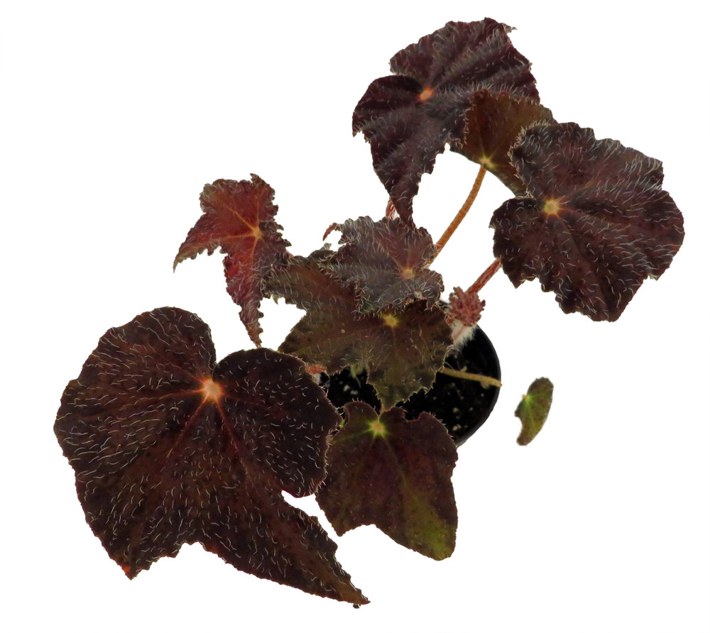 Mysterious Hollow's Eve Begonia - 2.5" Pot - Leaves Turn Black for Halloween