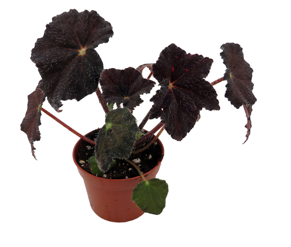 Mysterious Hollow's Eve Begonia - 2.5" Pot - Leaves Turn Black for Halloween